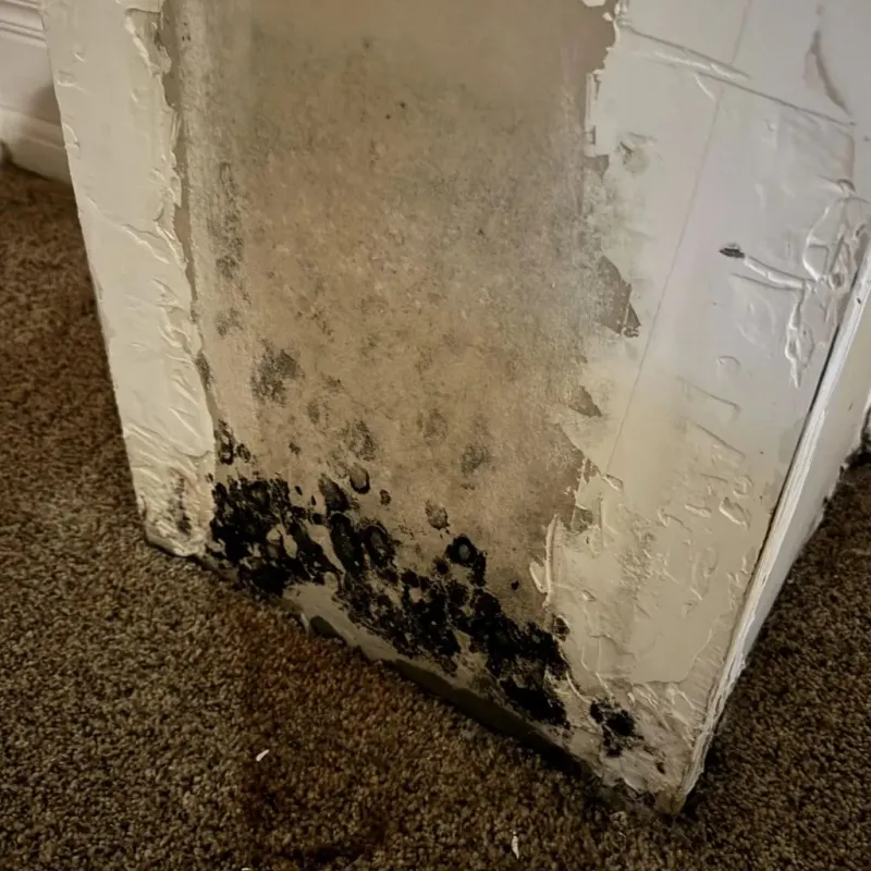 Professional Mold Removal in Harrisburg, IL